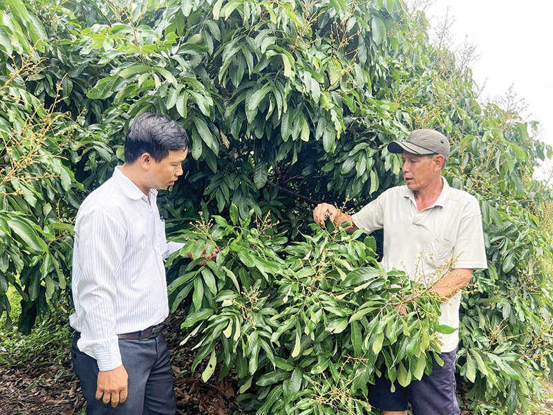 Vườn trồng 3 thứ cây này, cây nào cũng "làm ra tiền", một nông dân Cần Thơ thu hàng trăm triệu/năm - Ảnh 1.