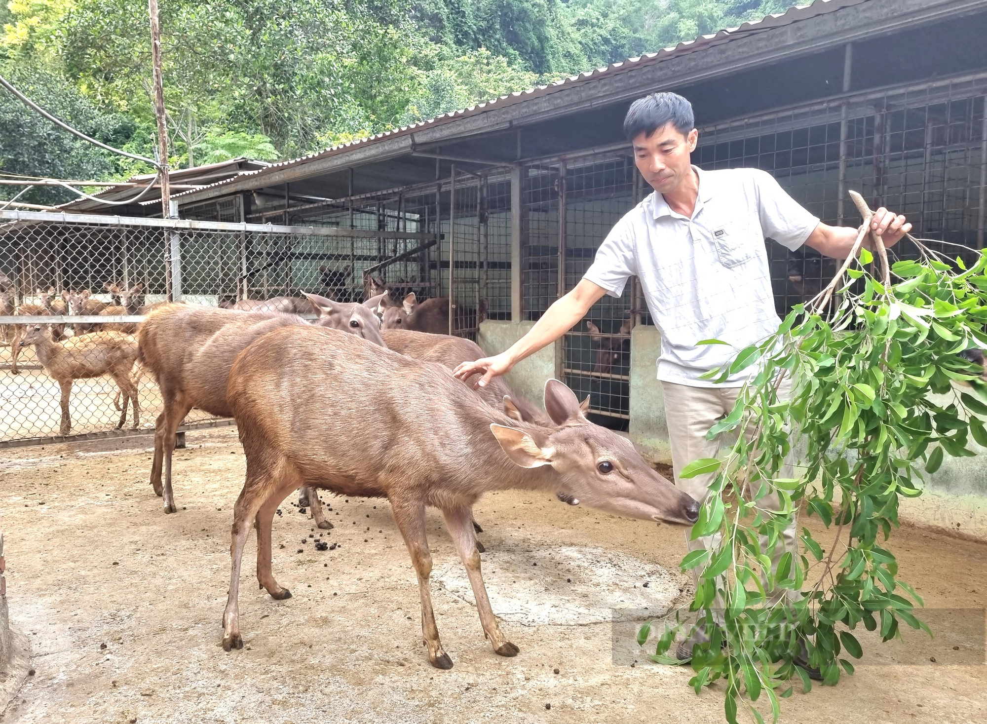 Nuôi la liệt con động vật hoang dã trong chuồng, một nông dân Ninh Bình có doanh thu 3 tỷ đồng/năm - Ảnh 1.