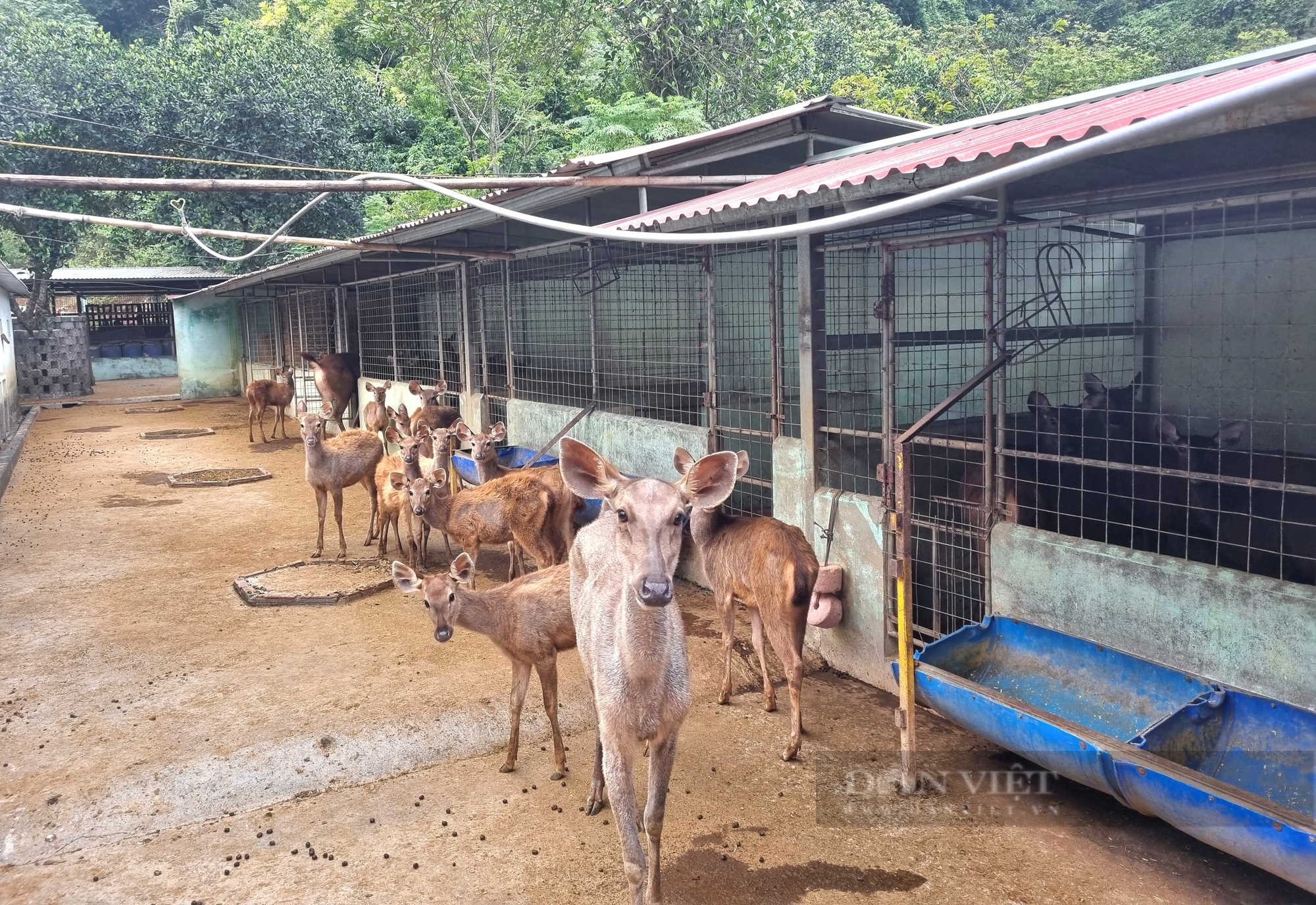 Nuôi la liệt con động vật hoang dã trong chuồng, một nông dân Ninh Bình có doanh thu 3 tỷ đồng/năm - Ảnh 3.