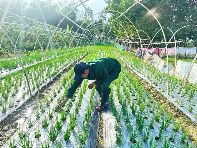 Làng này ở Đà Nẵng trồng thứ "rau gia vị" gì mà hễ "xước tí da" thơm xa khắp đồng, bán hút hàng?- Ảnh 1.