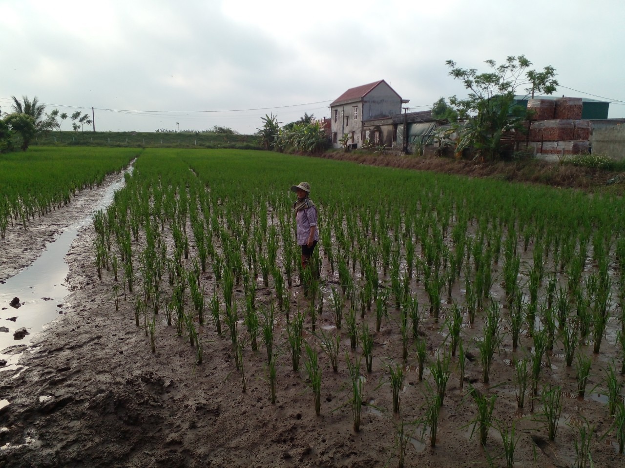 Chuyên gia khuyến nông chia sẻ cách nuôi một loài "đại bổ" kết hợp trồng lúa hữu cơ, cho thu nhập hấp dẫn - Ảnh 3.