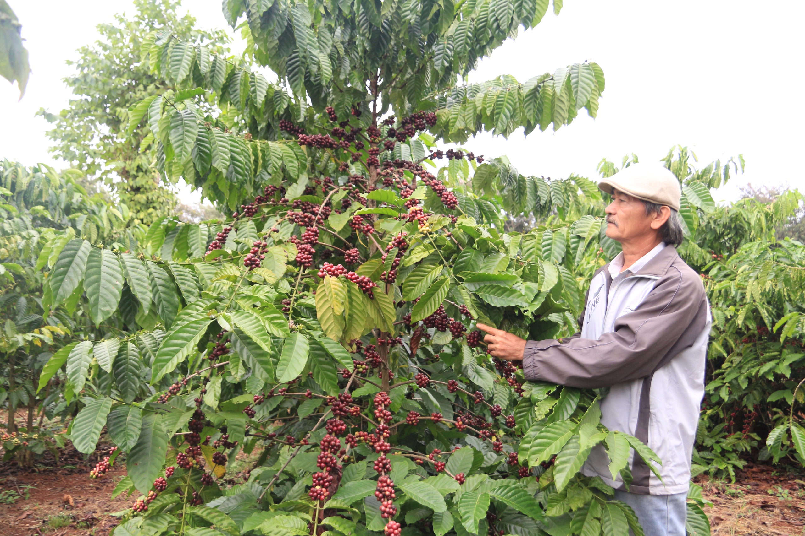 Lão nông canh tác cà phê kiểu gì mà thu hoạch hơn 5 tấn mỗi hecta? - Ảnh 4.