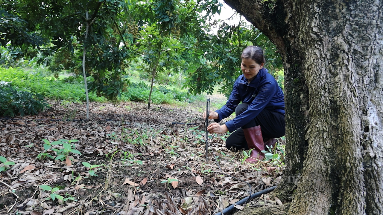 Một HTX ở Sơn La được công nhân vùng sản xuất nhãn ứng dụng công nghệ cao - Ảnh 3.