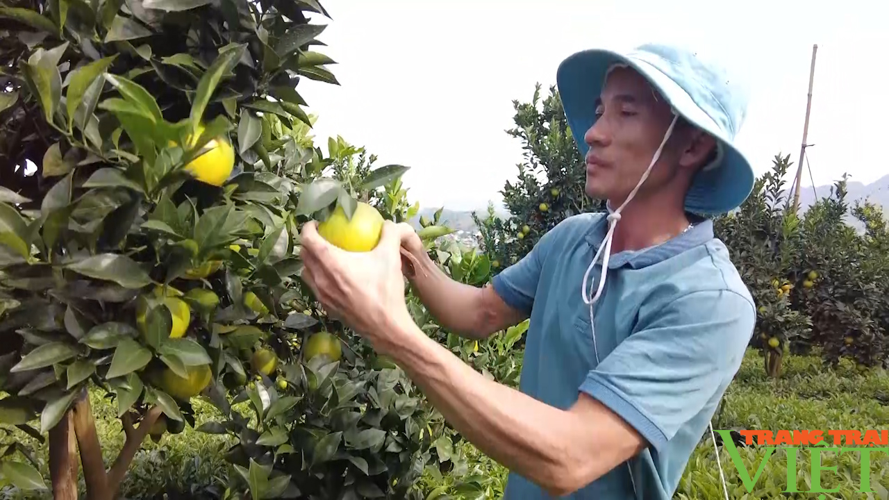 Trồng Cam ly làm du lịch, nông dân Mộc Châu thu lời cao - Ảnh 2.