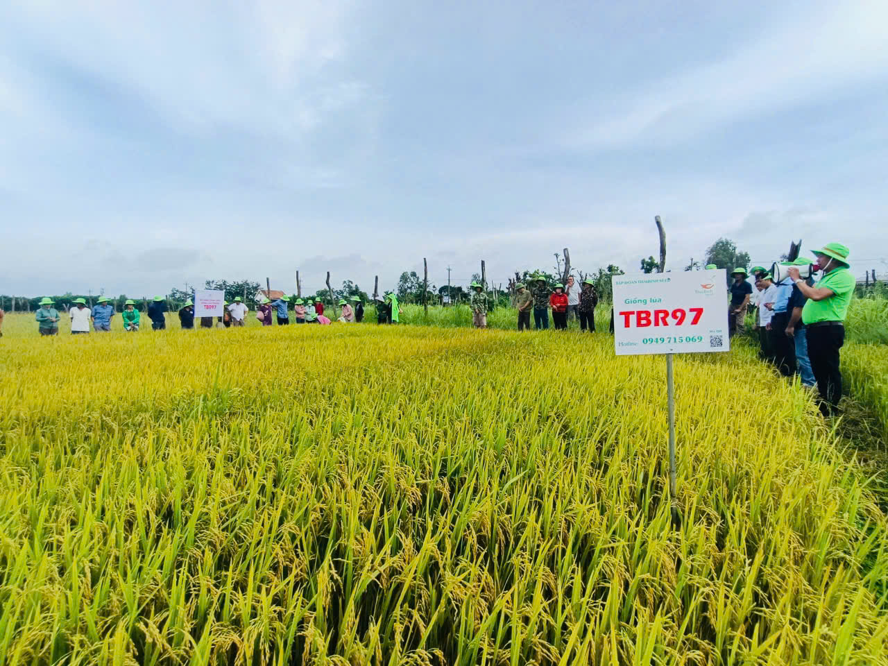 Một loại giống lúa mới trình diễn lần đầu, nhiều nông dân ở Khánh Hòa mê tít - Ảnh 4.