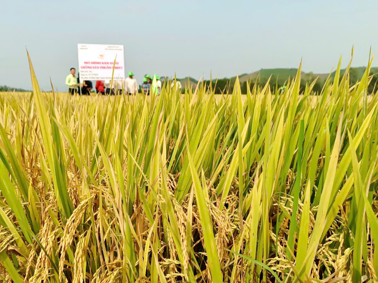 Một loại giống lúa mới trình diễn lần đầu, nhiều nông dân ở Khánh Hòa mê tít - Ảnh 2.