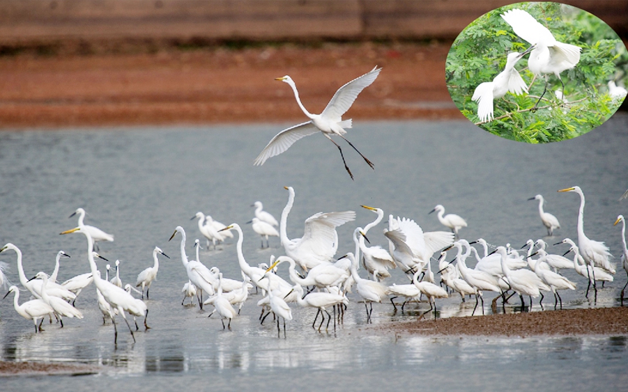 Ở Phú Thọ, đây là nơi duy nhất Việt Nam có rừng nguyên sinh núi đá vôi, la liệt động vật hoang dã - Ảnh 8.