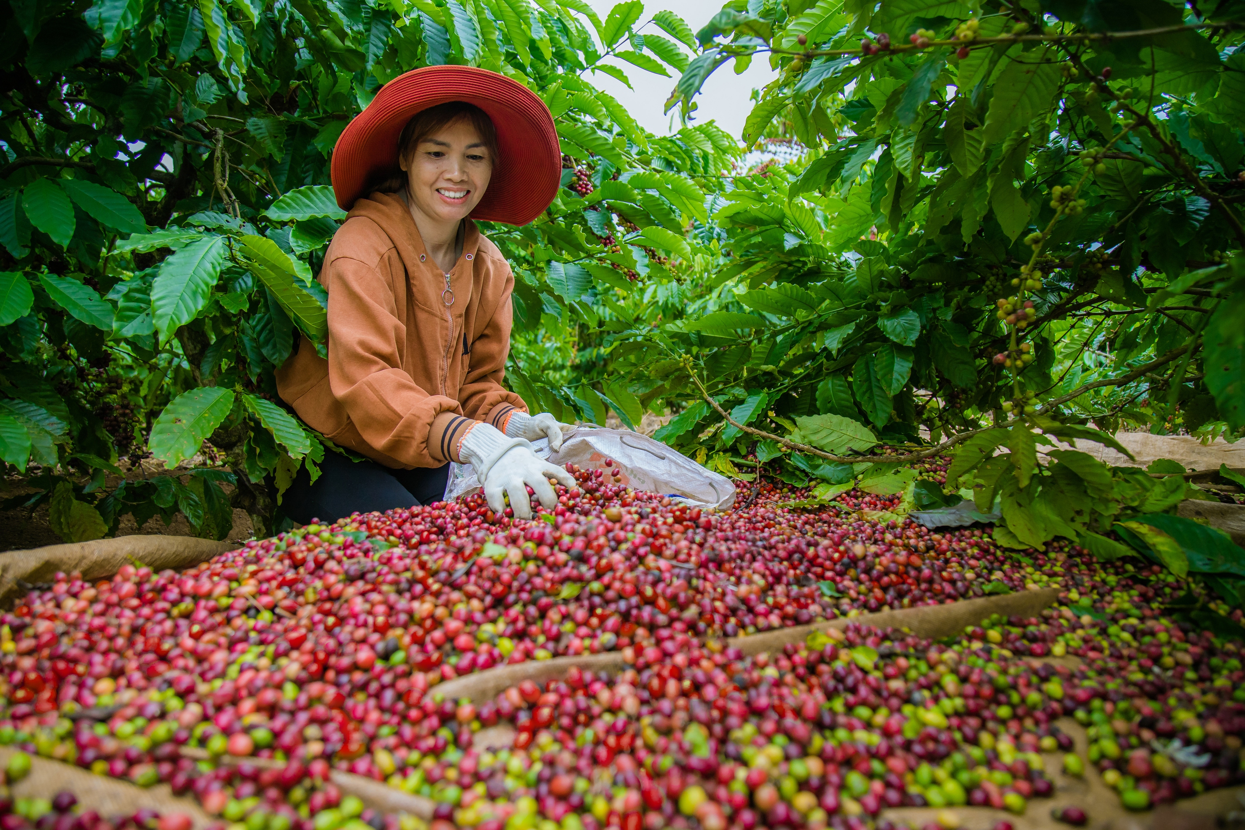 Đắk Nông: Đề xuất xây dựng kho dự trữ quốc gia cho cà phê và hồ tiêu - Ảnh 3.