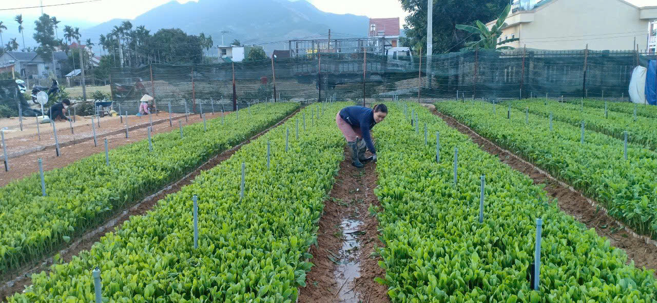 Quảng Ngãi: Vốn vay ưu đãi giúp hàng nghìn hộ dân thoát nghèo, đảm bảo an sinh xã hội - Ảnh 4.