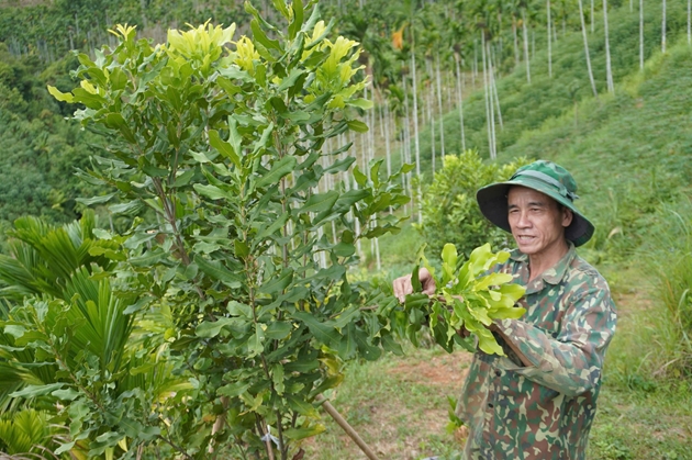 Huyện Sơn Tây đầu tư hàng trăm tỷ, thực hiện nhiều dự án kinh tế để người dân vươn lên giảm nghèo bền vững - Ảnh 4.