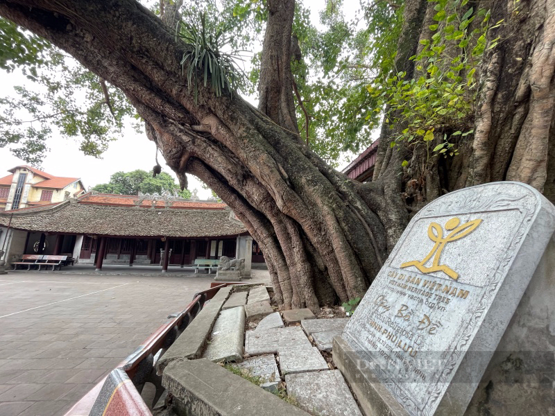 Đình làng trên 400 năm ở Bắc Ninh suýt hóa tro tàn, có chi tiết chạm khắc đặc biệt không nơi nào có - Ảnh 2.