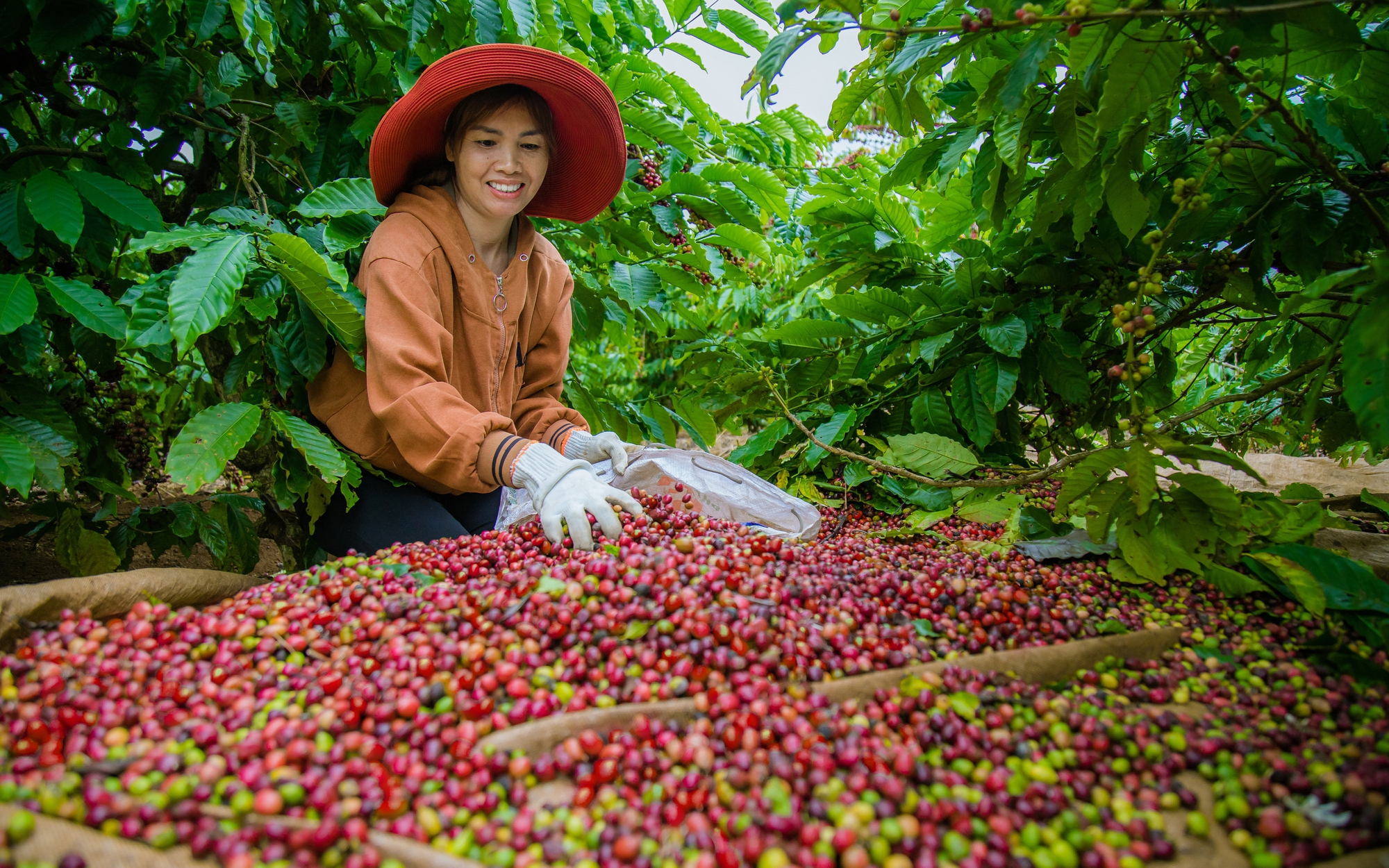 Bộ trưởng Lê Minh Hoan tặng Thủ tướng bức tranh đậu bạc khắc chữ “Nông" và chương mới mở ra cho ngành nông nghiệp - Ảnh 4.