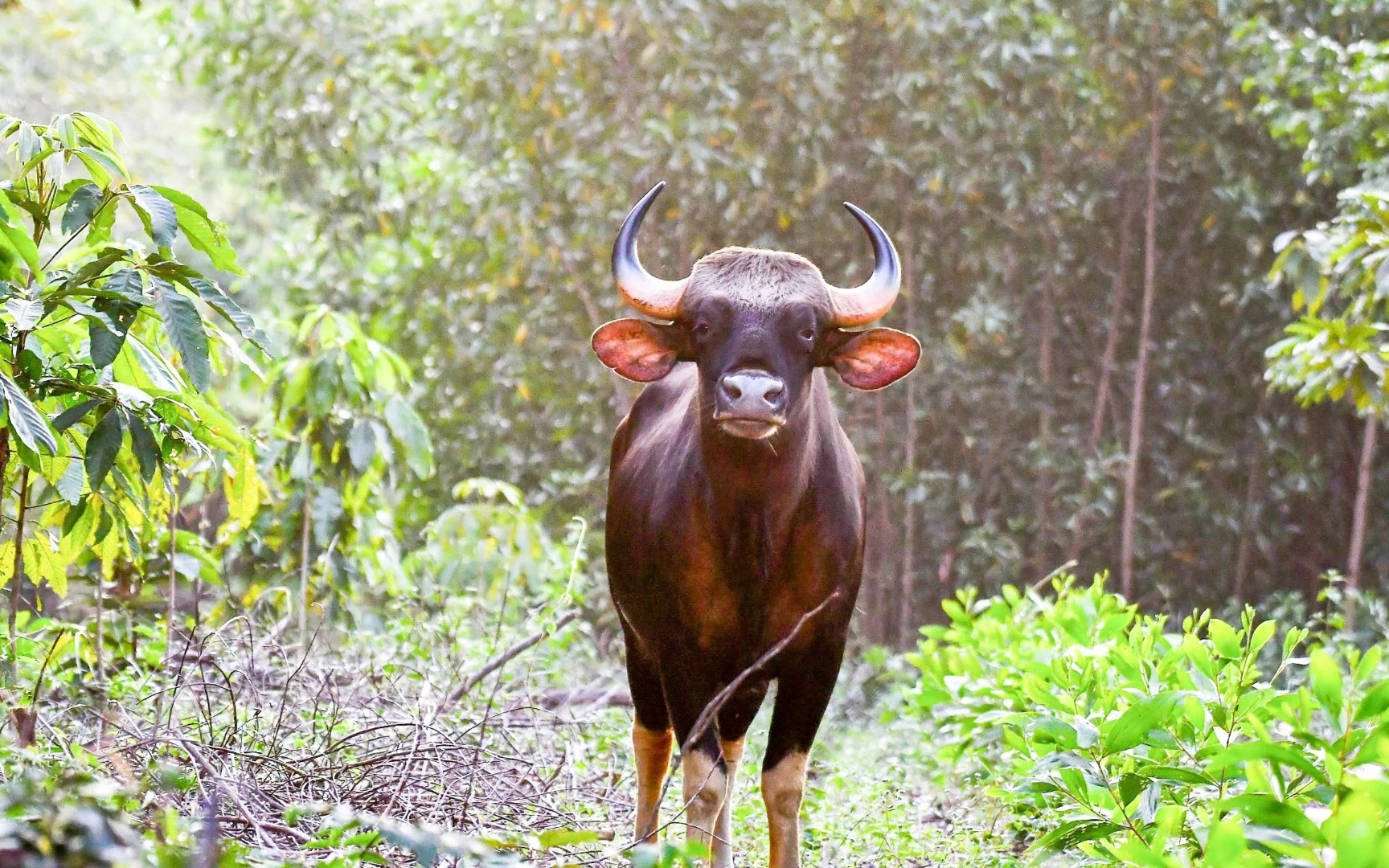 Nuôi con dưới nước chỉ ăn bèo, một nông dân ở Thái Nguyên thu lợi nhuận 500 triệu đồng mỗi năm - Ảnh 6.