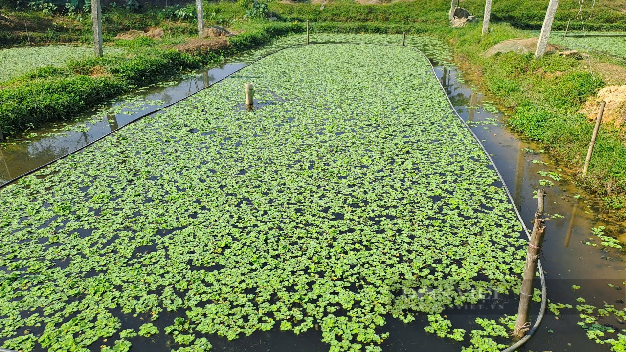 Nuôi con dưới nước chỉ ăn bèo, một nông dân ở Thái Nguyên thu lợi nhuận 500 triệu đồng mỗi năm - Ảnh 4.