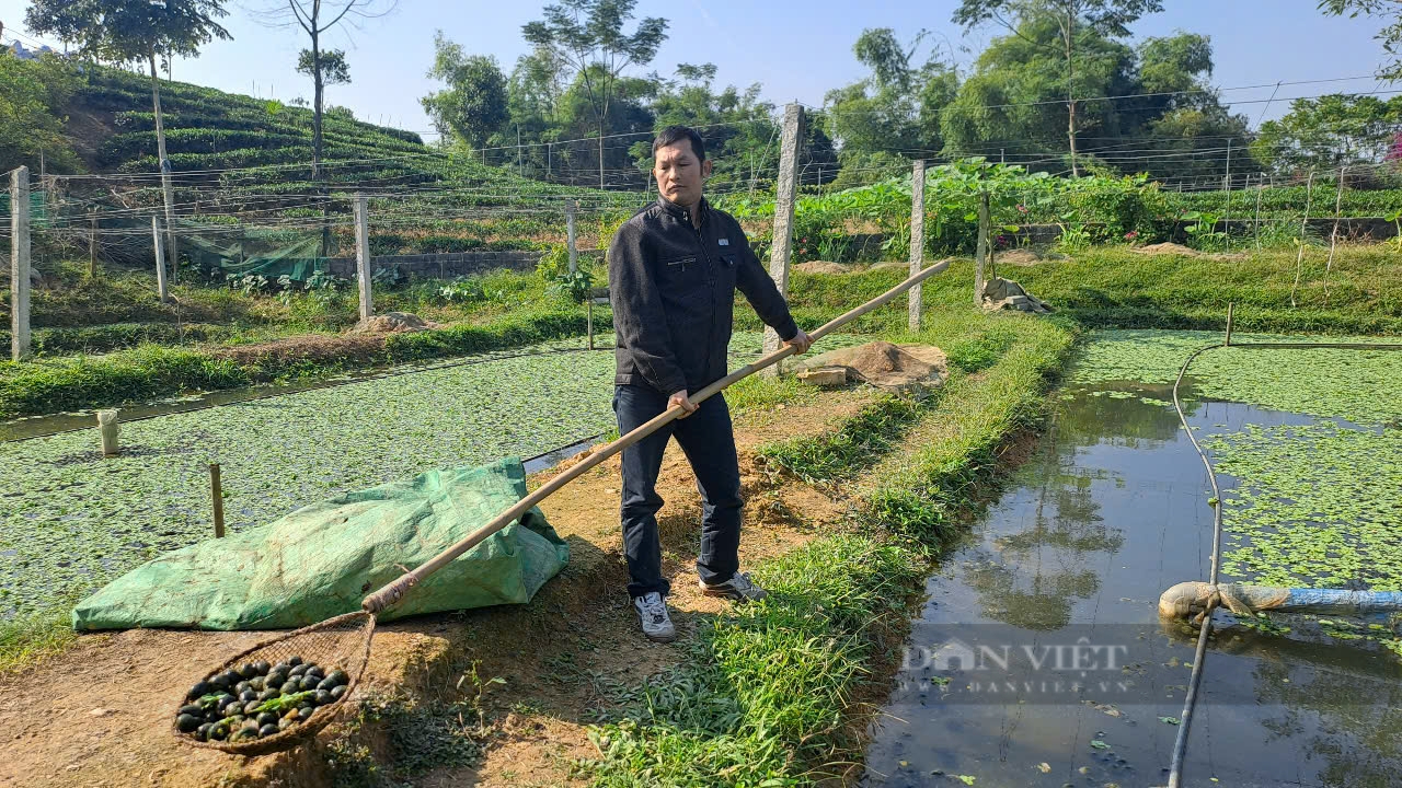 Nuôi con dưới nước chỉ ăn bèo, một nông dân ở Thái Nguyên thu lợi nhuận 500 triệu đồng mỗi năm - Ảnh 1.