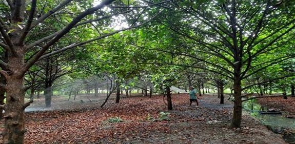 Trồng măng cụt ra quả đặc sản ở Hậu Giang, thương lái cứ vô hỏi đã bán được chưa? - Ảnh 1.