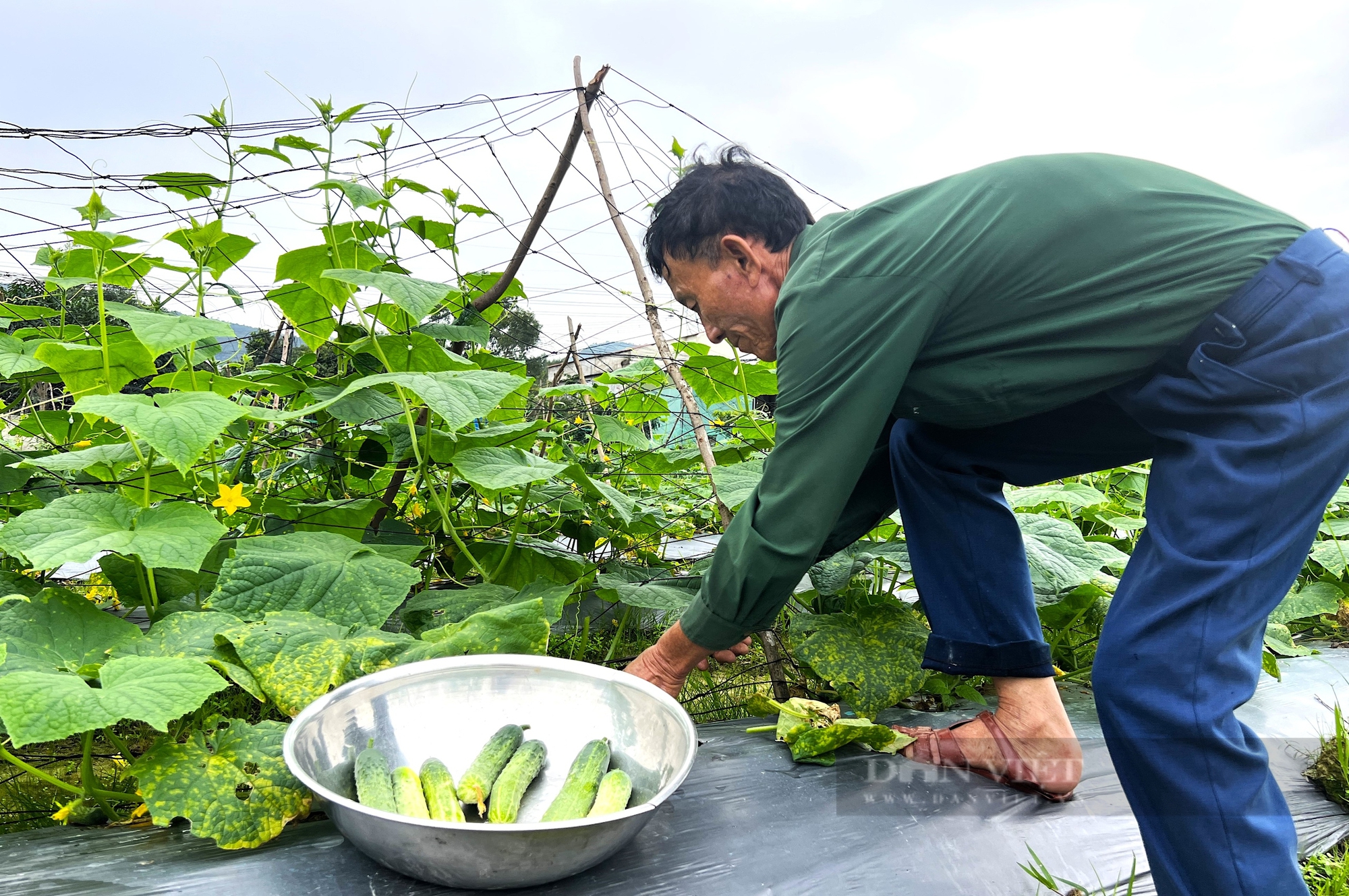 Nông dân xã Lưu Vĩnh Sơn, huyện Thạch Hà, tỉnh Hà Tĩnh trồng thêm một vụ dưa chuột. - Ảnh 5.