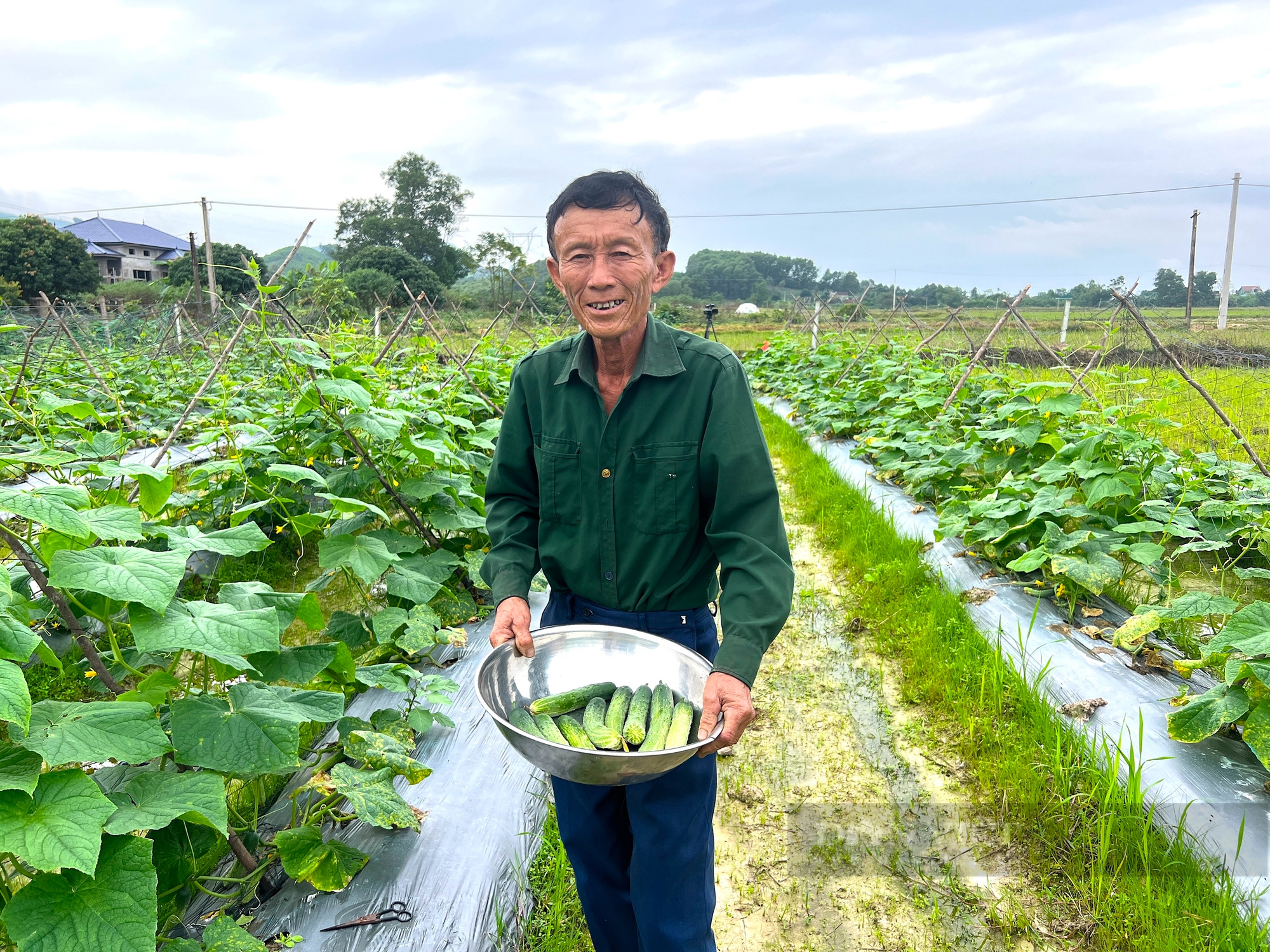 Nông dân xã Lưu Vĩnh Sơn, huyện Thạch Hà, tỉnh Hà Tĩnh trồng thêm một vụ dưa chuột. - Ảnh 8.