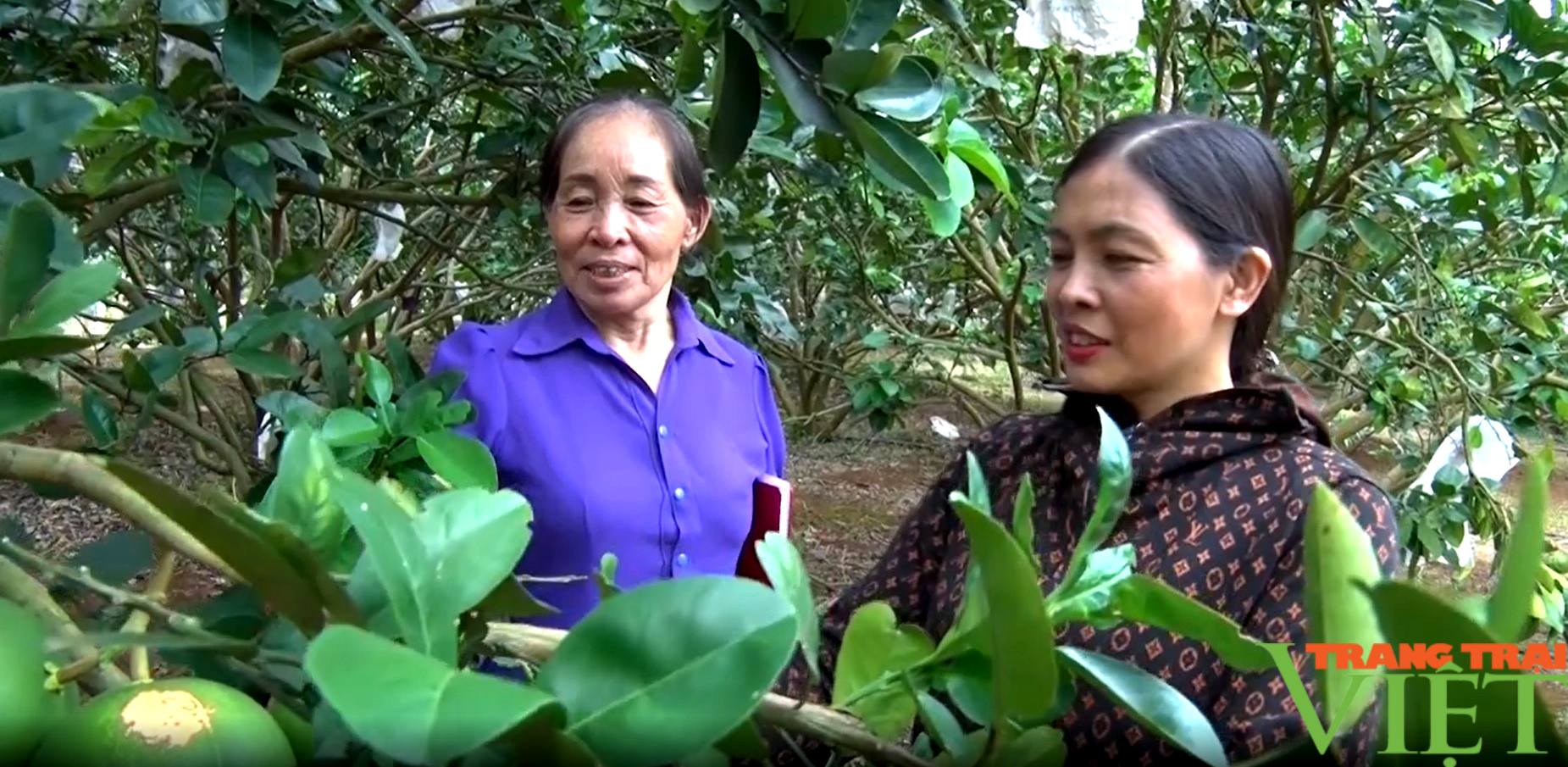 Hát Lót chuyển đổi cơ cấu cây trồng, nâng cao tiêu chí thu nhập trong xây dựng nông thôn mới- Ảnh 1.