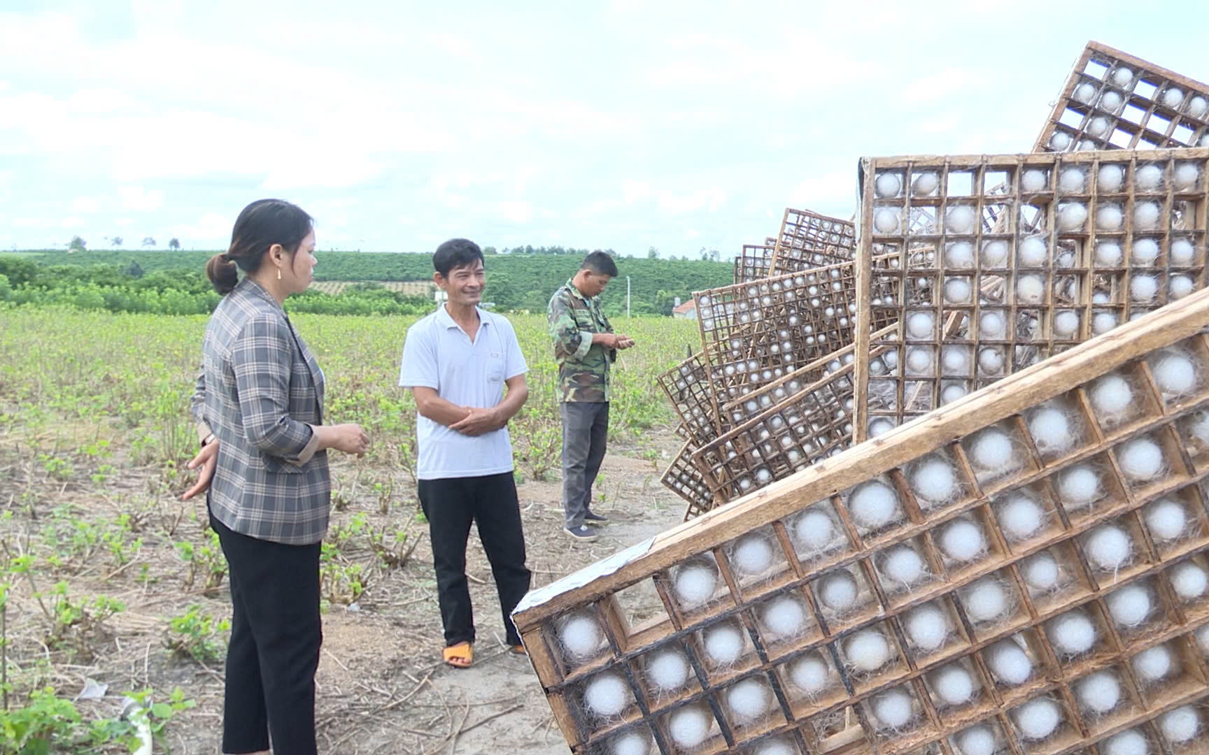 Ruộng trồng cây hẹ la liệt tốt um như rau dại ở Trà Vinh, hái hàng tấn, thương lái tranh nhau mua - Ảnh 5.