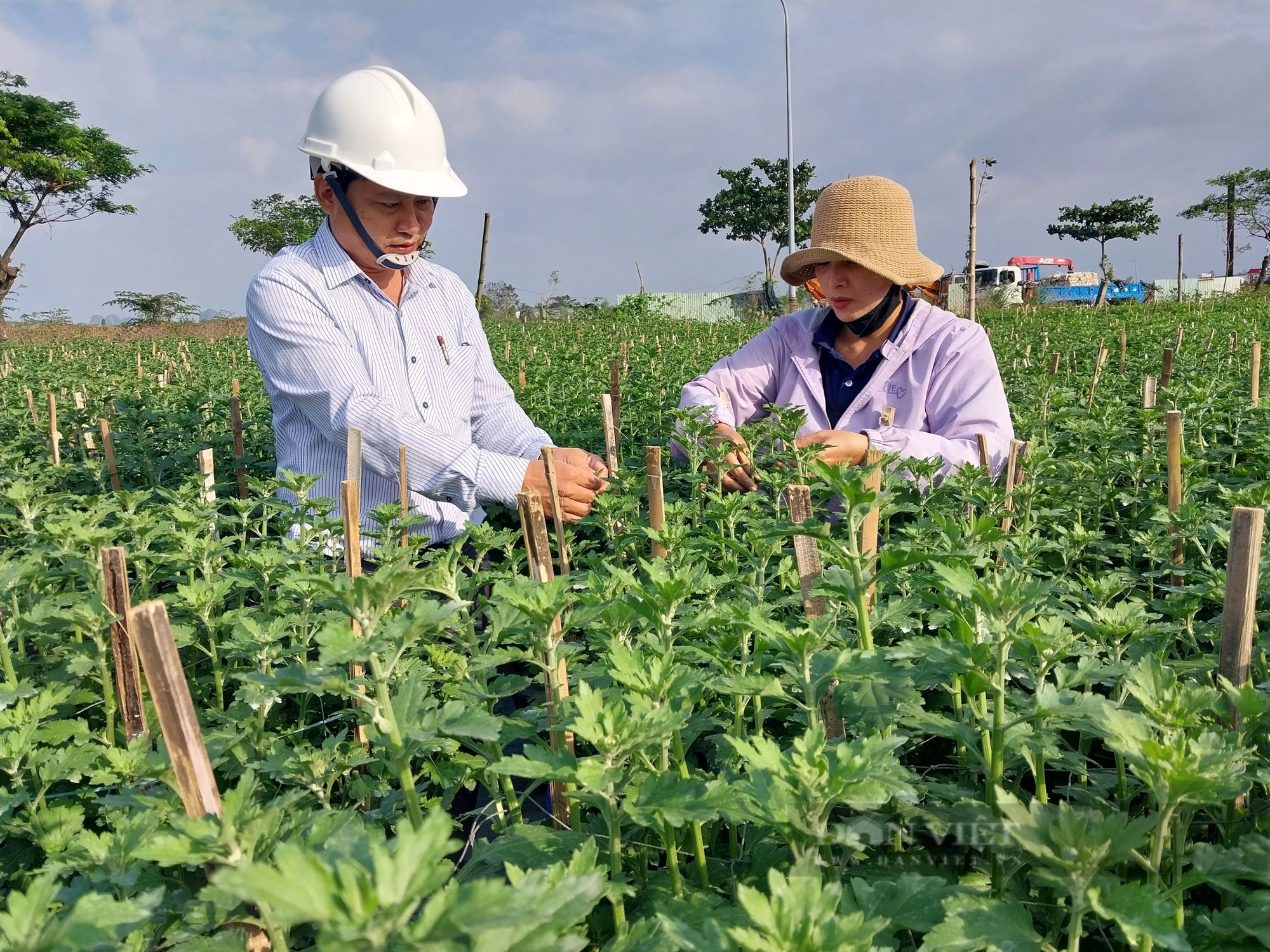 Hơn 6 nghìn hộ ở Đà Nẵng đạt danh hiệu nông dân sản xuất, kinh doanh giỏi các cấp- Ảnh 1.