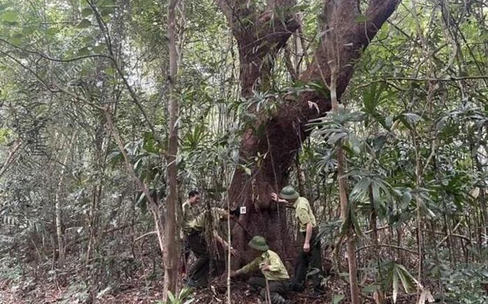 Ruộng trồng cây hẹ la liệt tốt um như rau dại ở Trà Vinh, hái hàng tấn, thương lái tranh nhau mua - Ảnh 2.