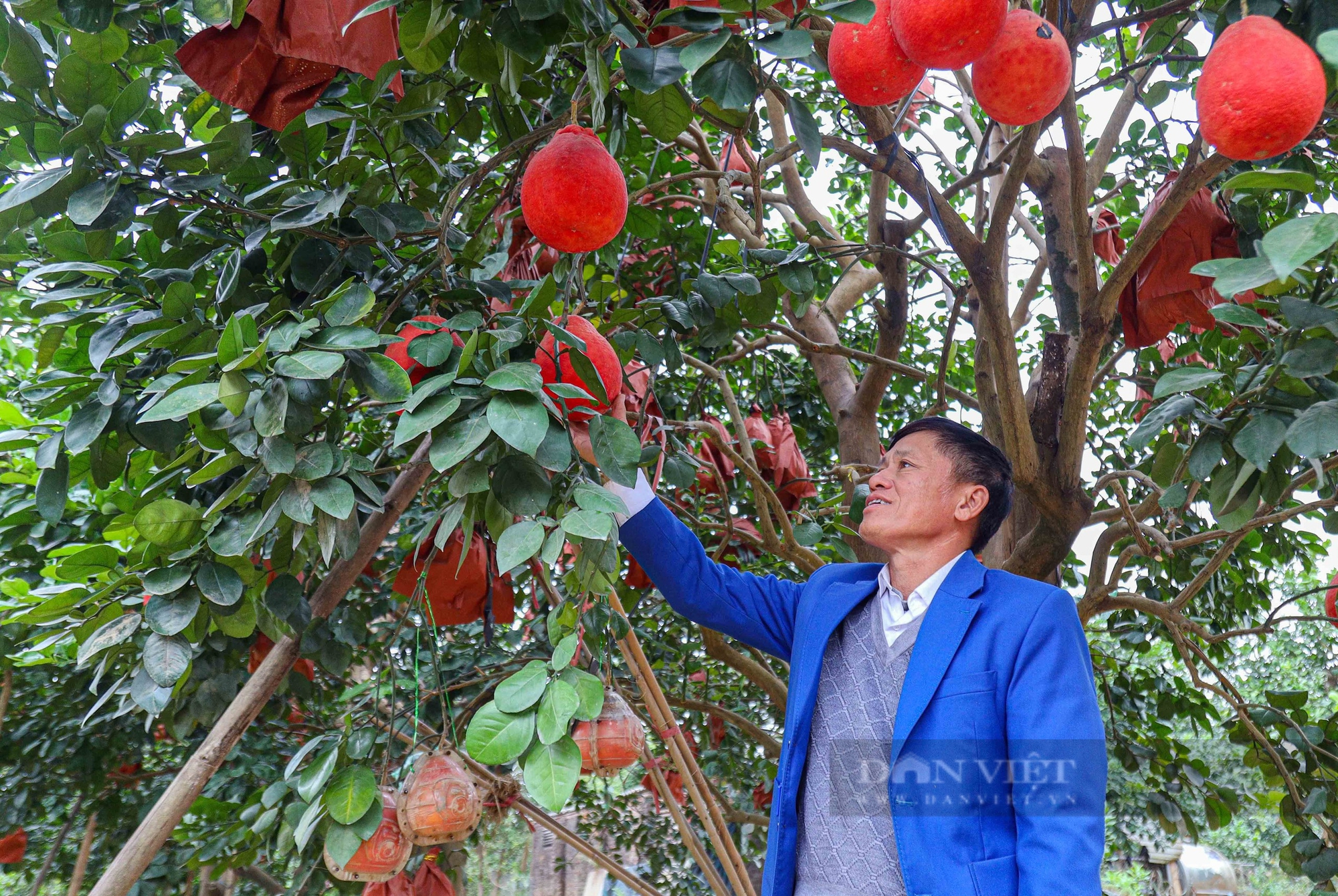 Bưởi 'tiến vua' đúc chữ tài lộc giá nửa triệu đồng một quả  - Ảnh 3.