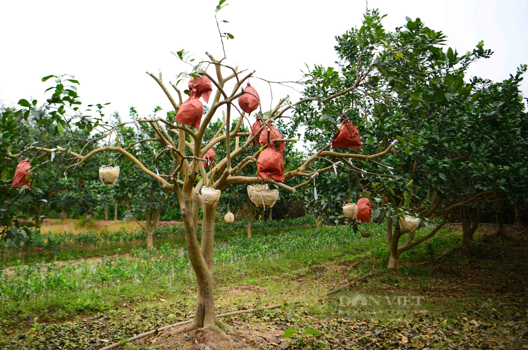 Bưởi 'tiến vua' đúc chữ tài lộc giá nửa triệu đồng một quả  - Ảnh 8.