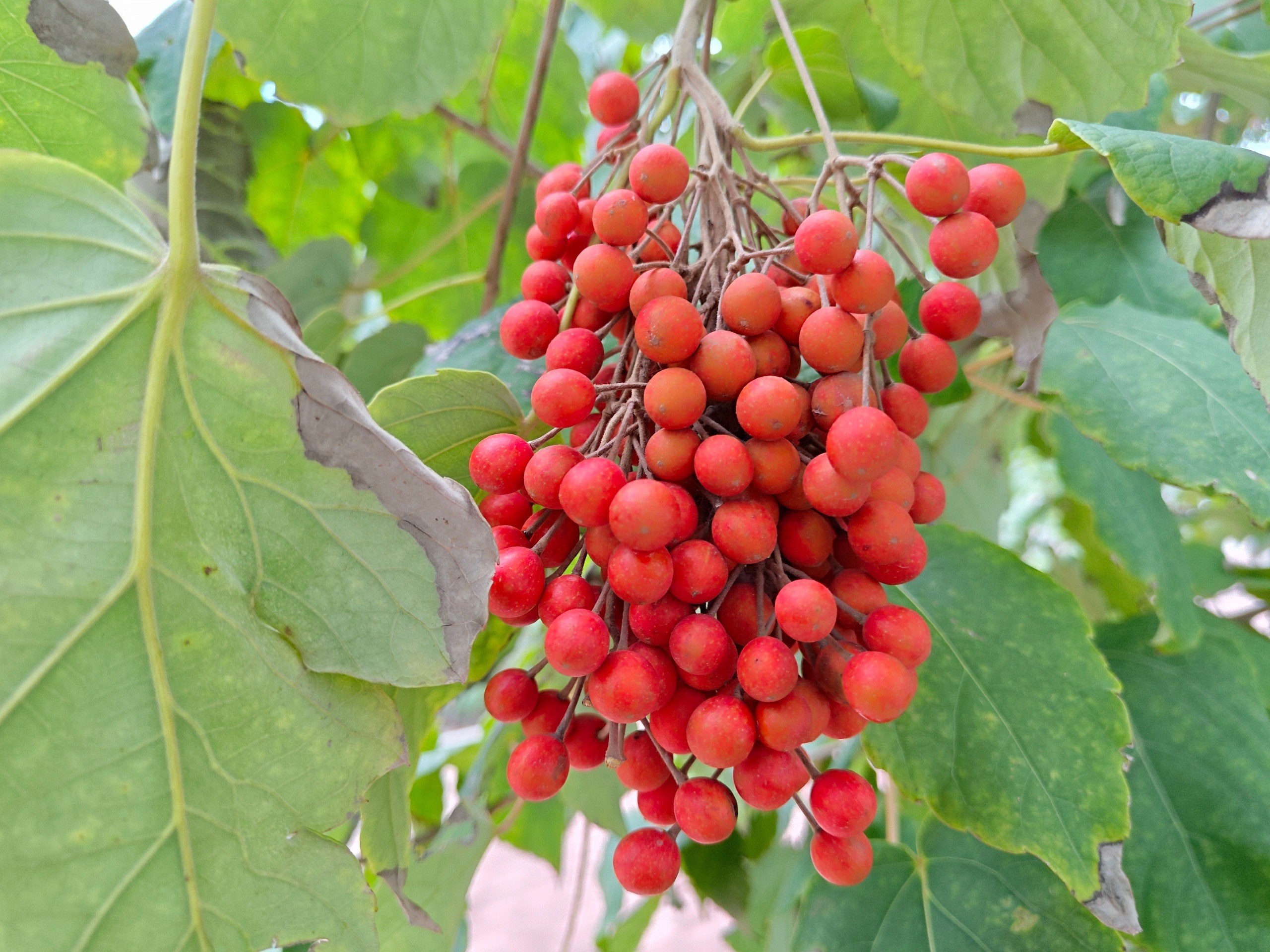 3 cây cảnh phú quý, đặt trong phòng khách vào dịp năm mới, gia đình thịnh vượng, may mắn - Ảnh 10.