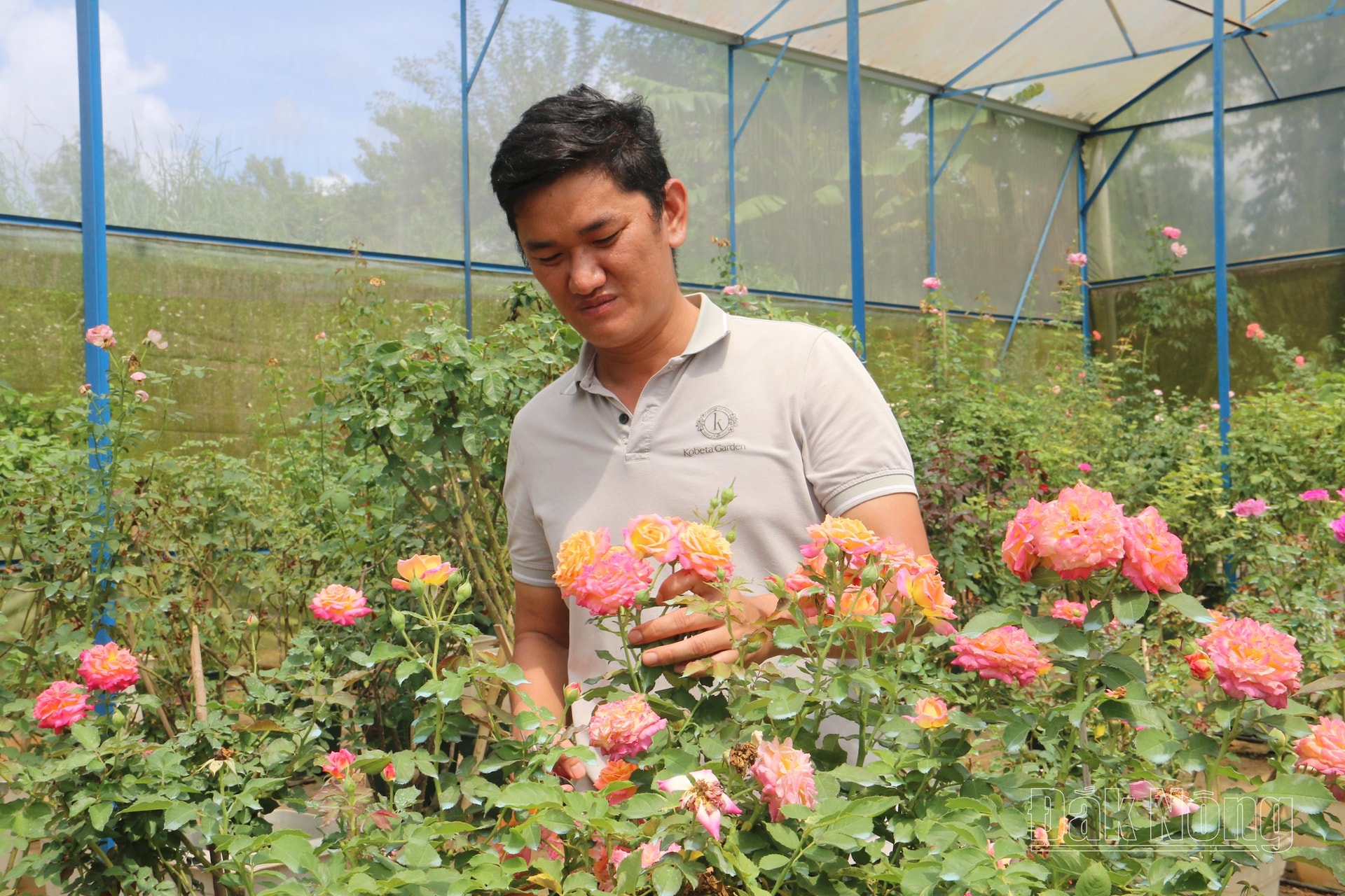 Bỏ phố, bỏ lương cao lên núi ở Đắk Nông trồng hoa hồng ngoại kiểu gì mà hotboy này thu 10 tỷ?- Ảnh 1.