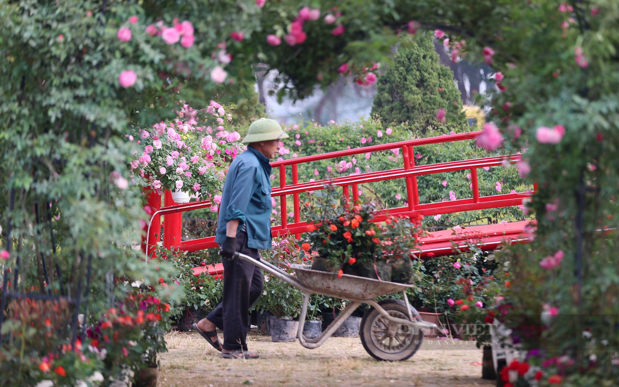 Trăm hoa đua nở trước giờ ra mắt Festival hoa Mê Linh lớn nhất miền Bắc - Ảnh 4.