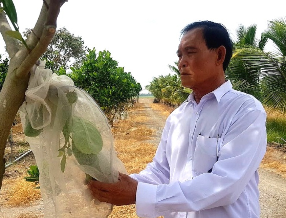 Trồng lúa, trồng mít Thái kiểu này, ông nông dân Đồng Tháp Mười thu lời tiền tỷ mỗi năm - Ảnh 4.