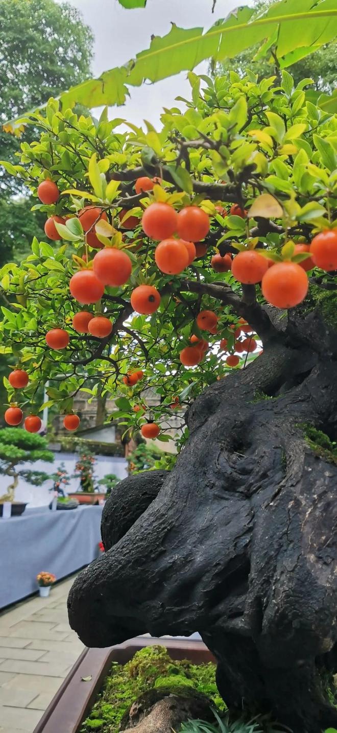 Người giàu thích trồng cây cảnh may mắn này, quả vàng lúc lỉu, mang tài lộc, tốt lành đến nhà - Ảnh 11.