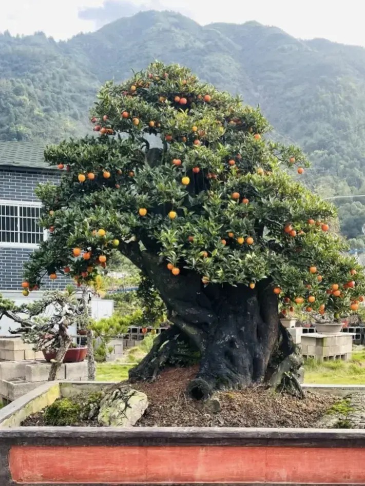 Người giàu thích trồng cây cảnh may mắn này, quả vàng lúc lỉu, mang tài lộc, tốt lành đến nhà - Ảnh 13.