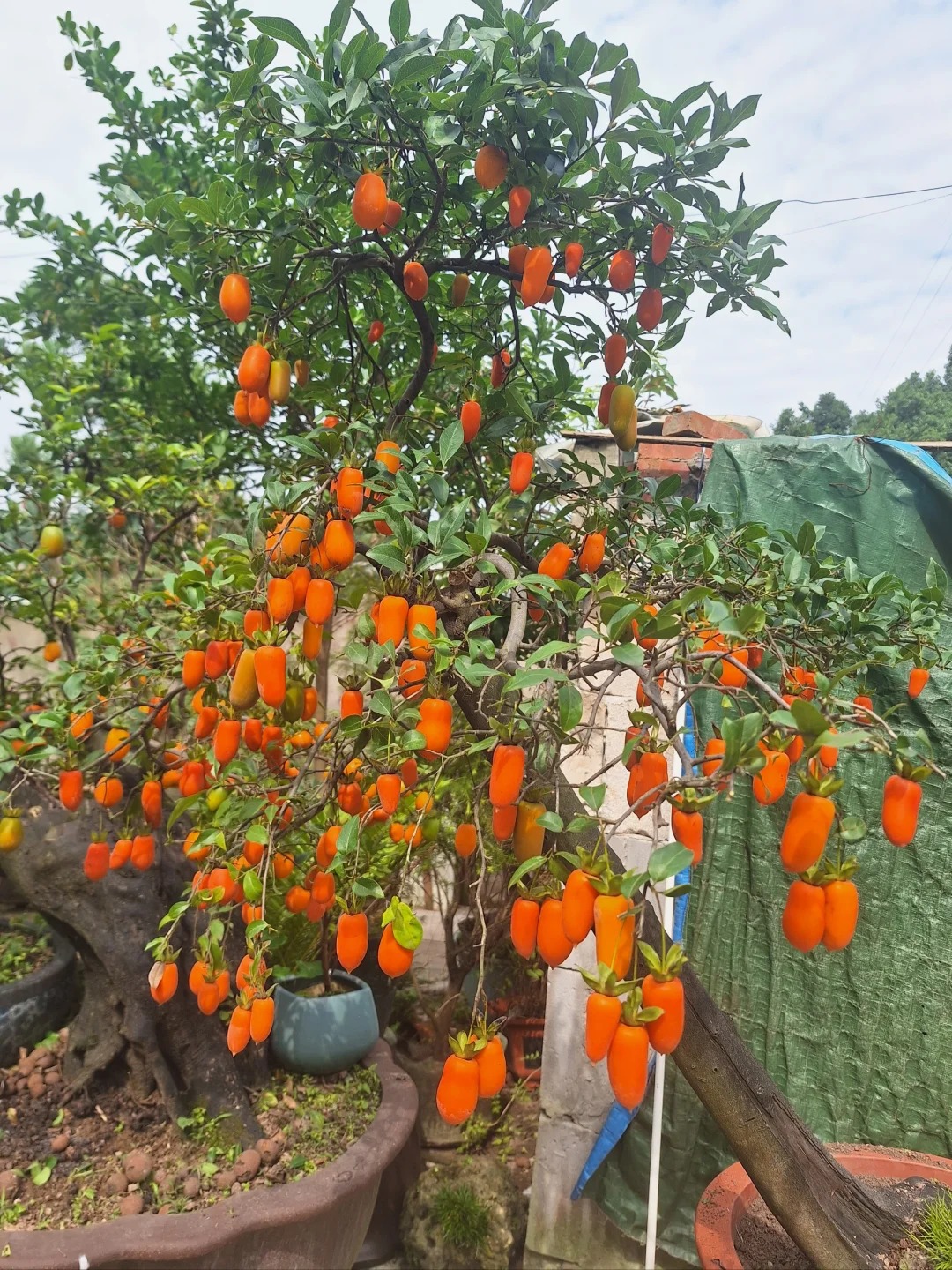 Người giàu thích trồng cây cảnh may mắn này, quả vàng lúc lỉu, mang tài lộc, tốt lành đến nhà - Ảnh 8.