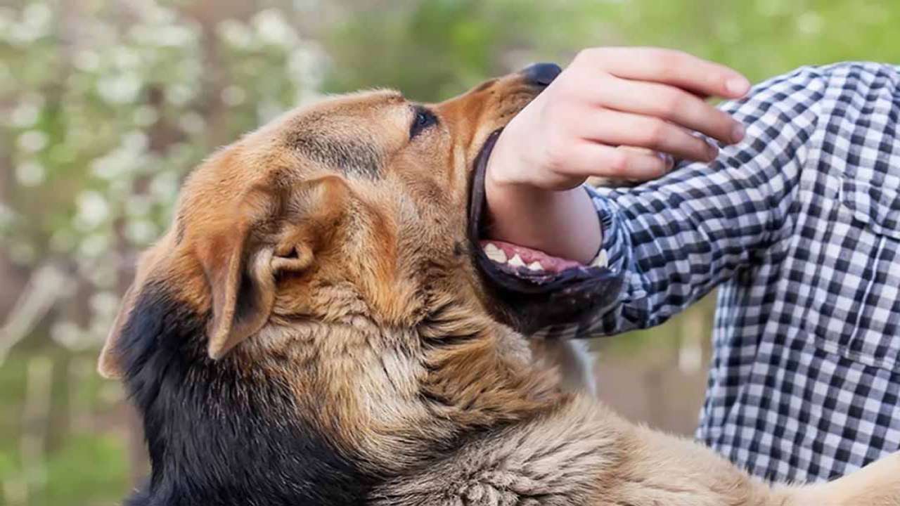 Vụ bé gái bị chó cắn chết ở Vĩnh Phúc, chủ nuôi lĩnh án hơn 2 năm tù giam- Ảnh 1.