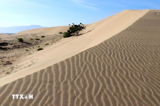 Tiểu sa mạc Sahara ở Ninh Thuận là một đồi cát cách Phan Rang-Tháp Chàm 7km, cảnh đẹp như phim- Ảnh 2.