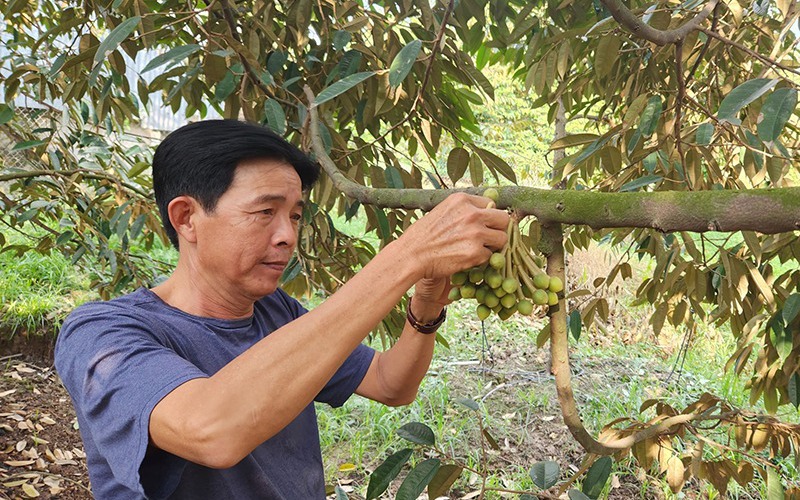 Trồng dâu tằm ở Hậu Giang dễ như ăn kẹo, cây thấp tè trái ra quá trời, nhìn thôi đã ngon rồi - Ảnh 1.