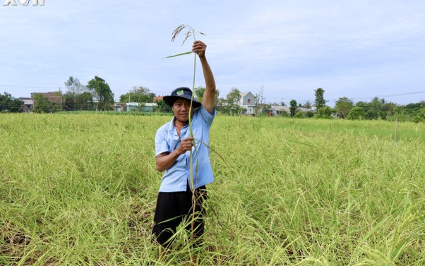 Thiên hạ đa số sợ triều cường, vì sao dân nuôi con đặc sản ở huyện này của Cà Mau lại thích? - Ảnh 3.