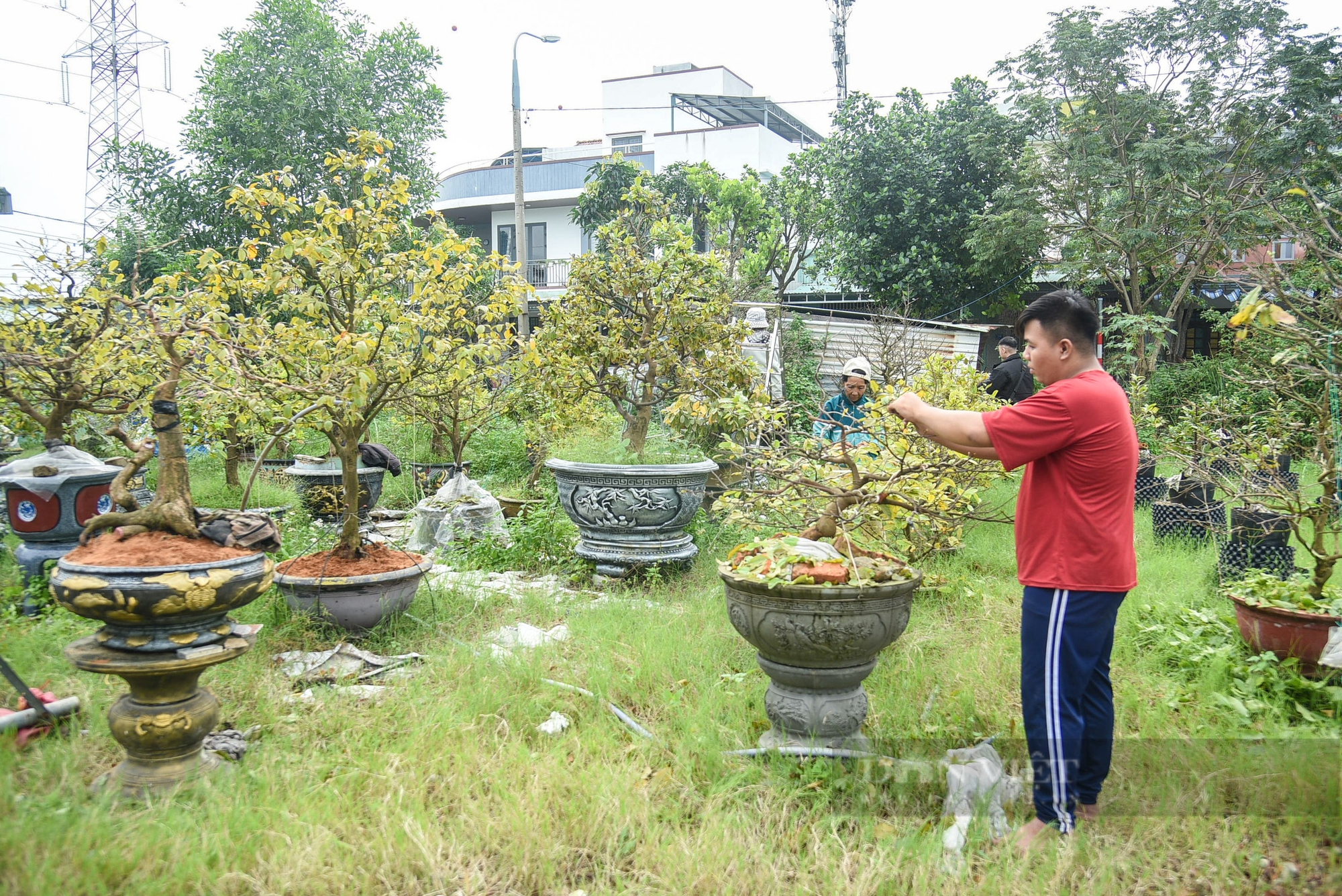 Đà Nẵng: Người trồng mai tất bật vặt lá trước ngày ra hội hoa Xuân- Ảnh 1.