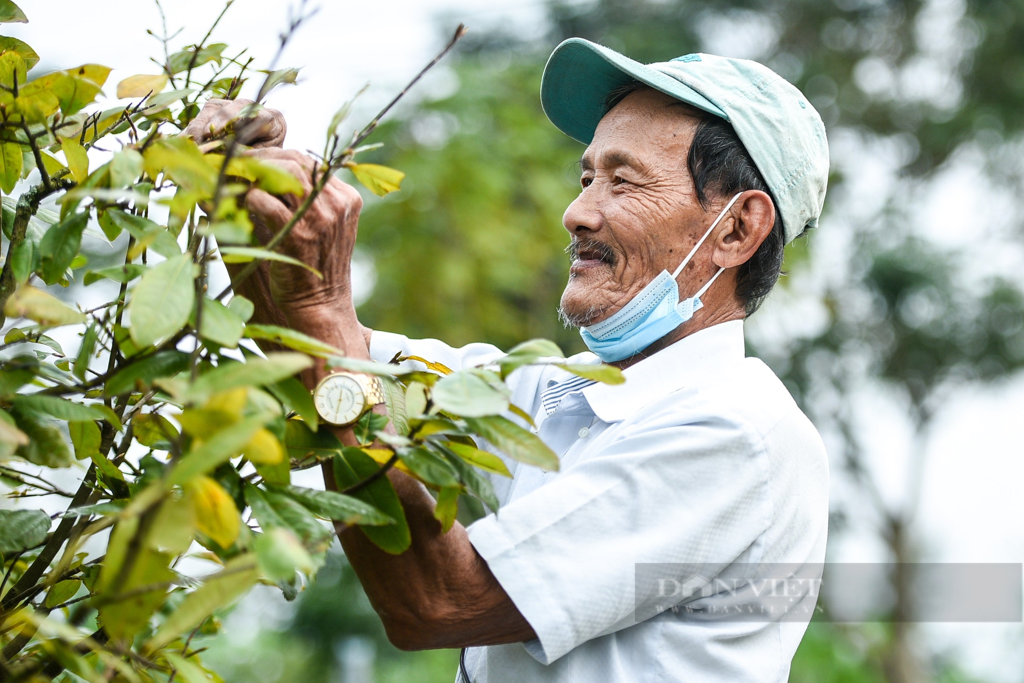 Đà Nẵng: Người trồng mai tất bật vặt lá trước ngày ra hội hoa Xuân- Ảnh 4.