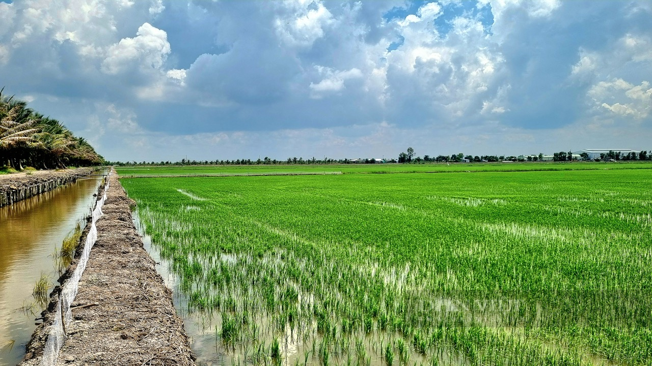 Chủ tịch Hội Nông dân tỉnh An Giang kiến nghị chính sách đề án 1 triệu ha lúa chất lượng cao- Ảnh 2.