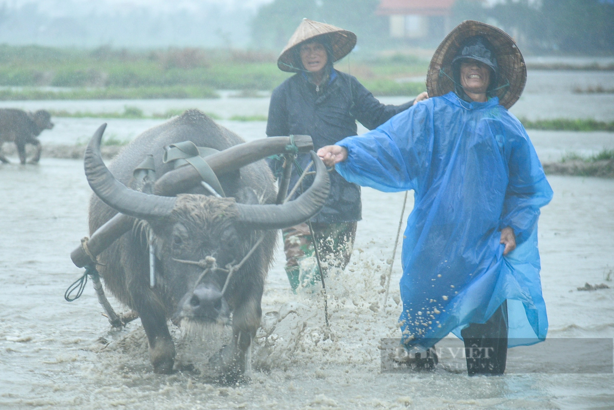 Khách Tây "đội mưa" trải nghiệm cày ruộng cùng nông dân Hội An- Ảnh 5.