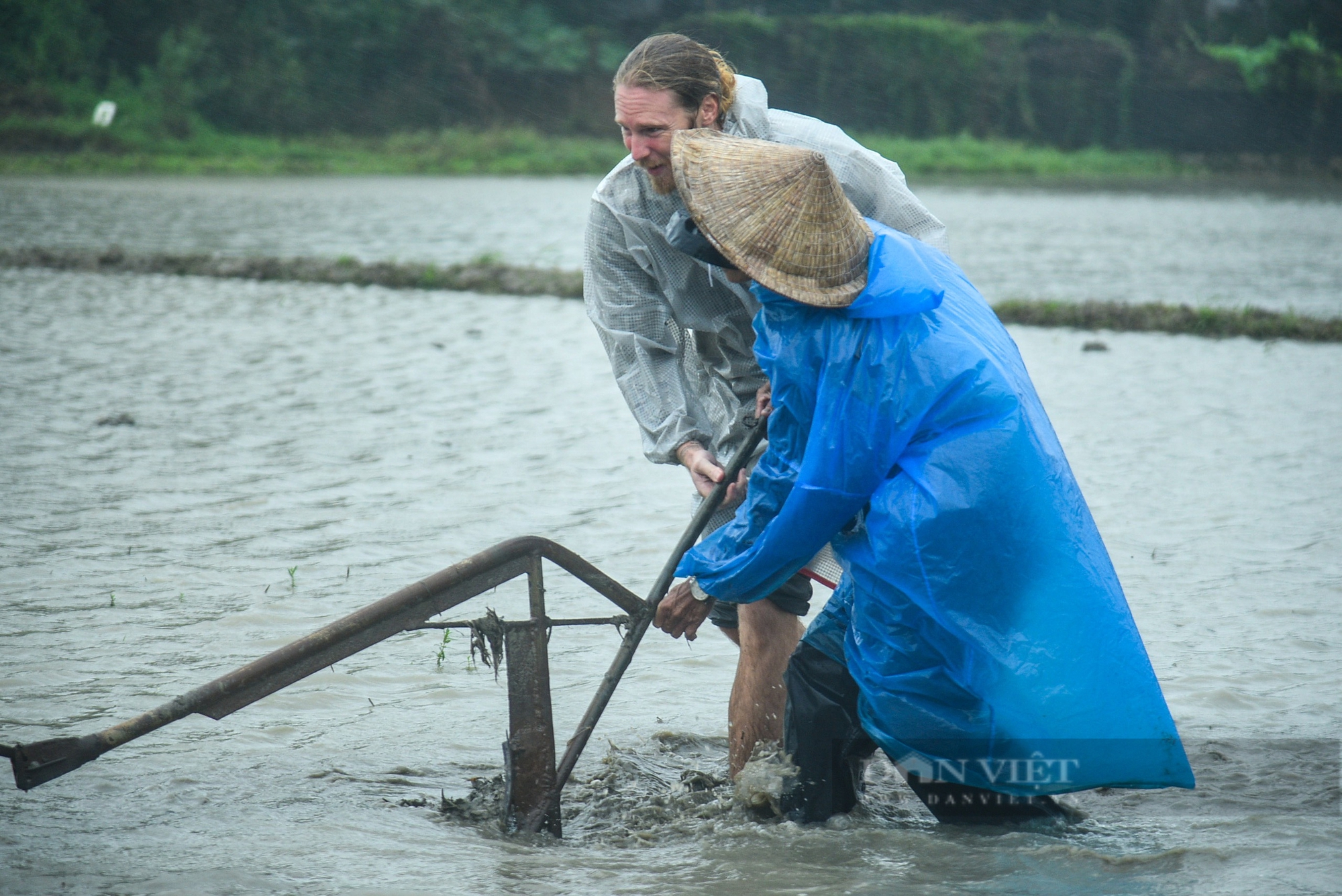 Khách Tây "đội mưa" trải nghiệm cày ruộng cùng nông dân Hội An- Ảnh 8.