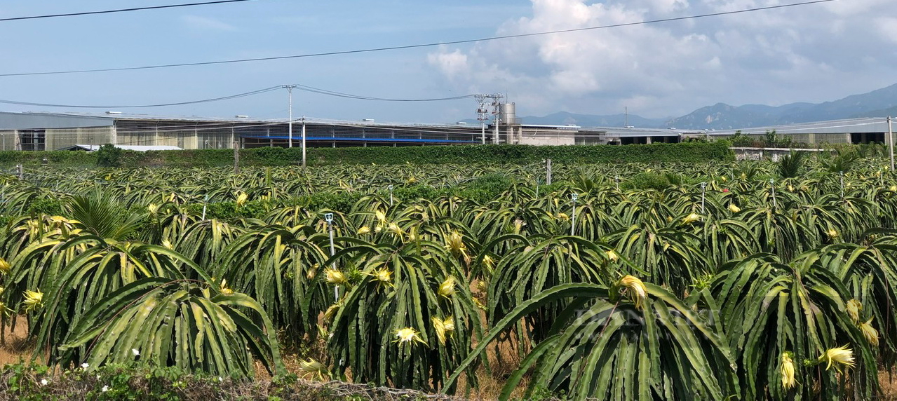 HTX thanh long sạch ở Bình Thuận kiến nghị Thủ tướng về xuất khẩu thanh long, phát triển du lịch canh nông - Ảnh 5.