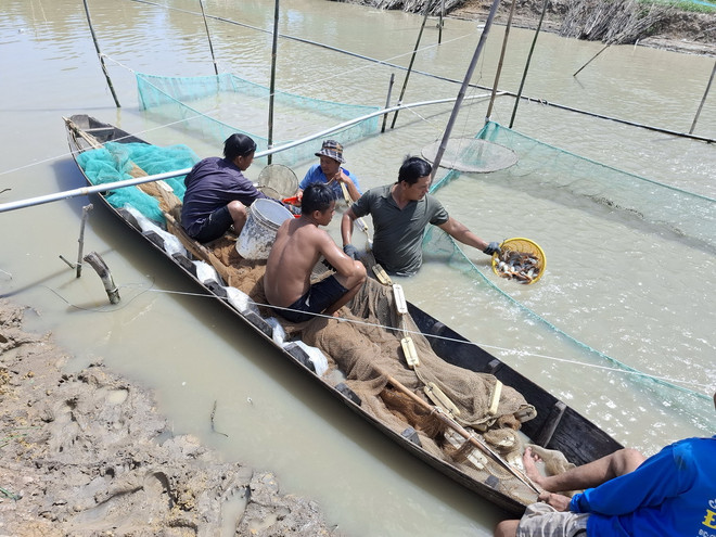 Đây là loại cá đặc sản bán hút hàng ở Đồng Tháp, dân dễ nhầm với cá cảnh, nghe tên nhầm sang loài cá biển - Ảnh 3.