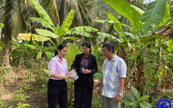 Ở Trà Vinh, trái dừa khô là một loại trái cây tăng giá tốt, nhà vườn nào giật xuống bán là trúng - Ảnh 3.