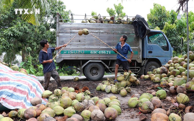 Đặc sản Đà Nẵng, Dân một làng cổ ở Đà Nẵng ngày đêm làm bánh tráng bán dịp Tết - Ảnh 9.