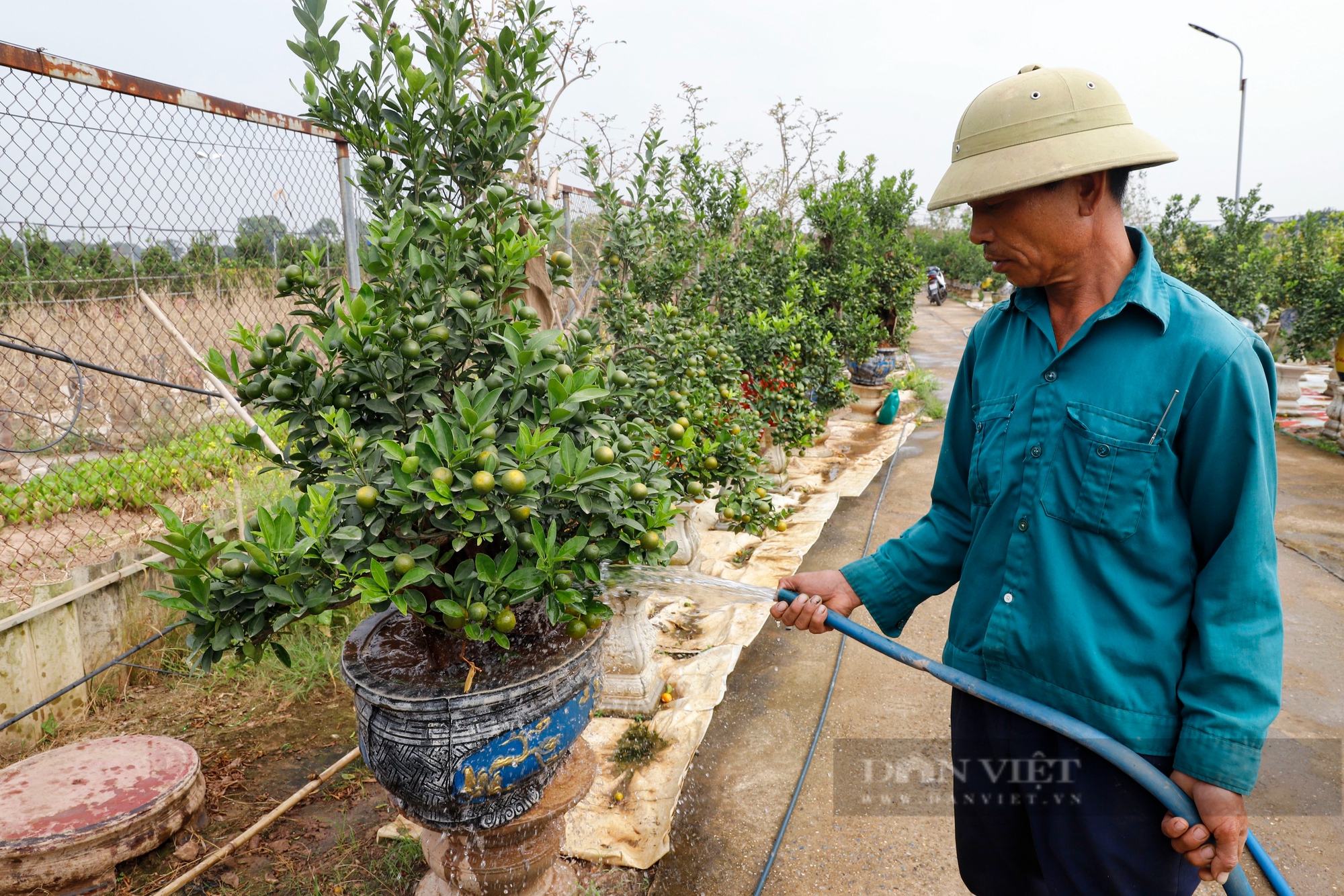 Nỗ lực hồi sinh quất Tứ Liên bonsai nức tiếng trước Tết Nguyên đán 2025- Ảnh 12.