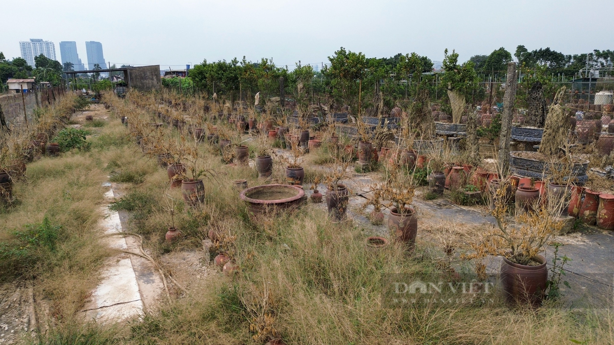 Nỗ lực hồi sinh quất Tứ Liên bonsai nức tiếng trước Tết Nguyên đán 2025- Ảnh 2.